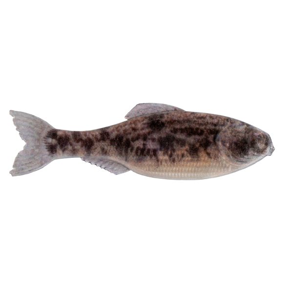 6th Sense 3.5″ Panorama